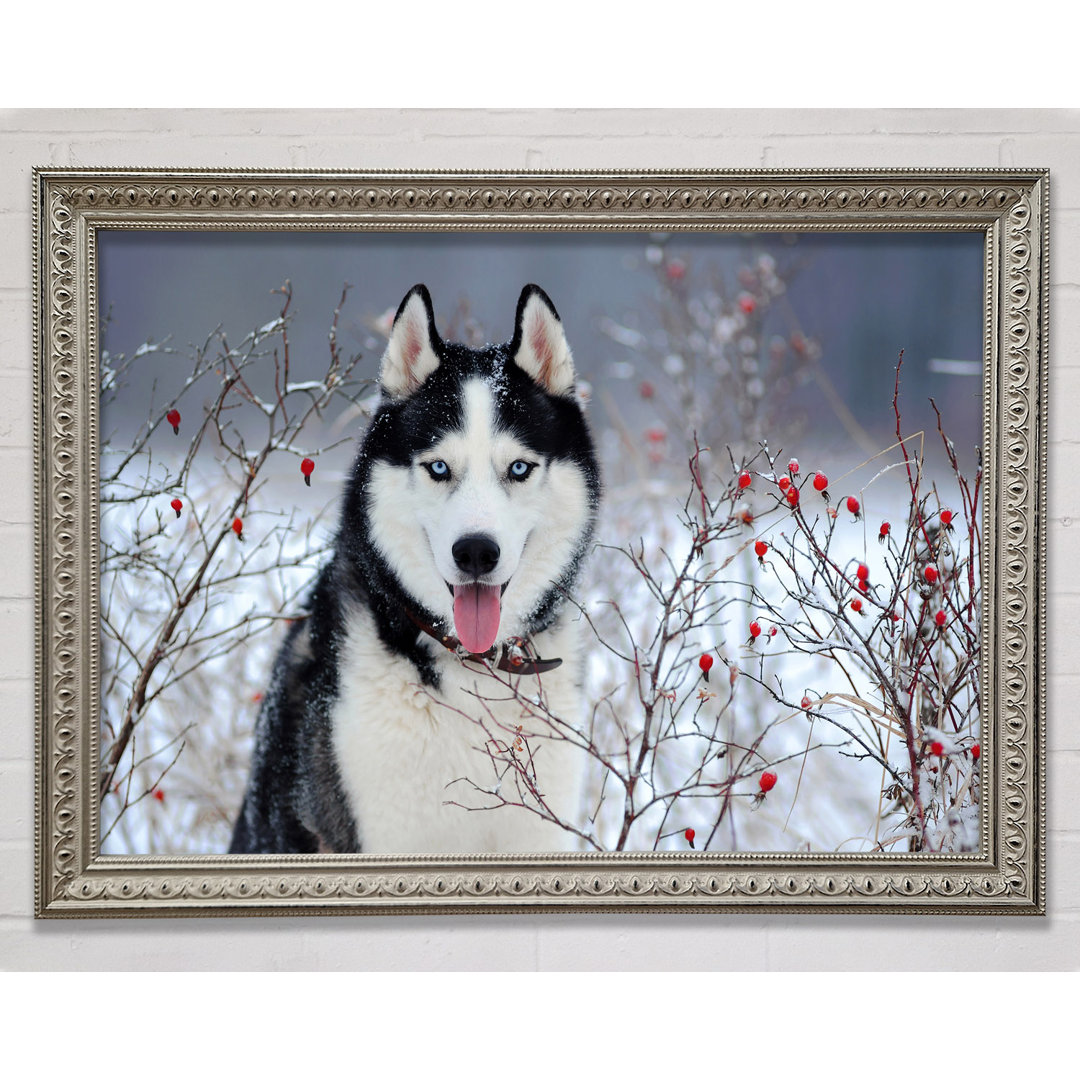 Husky Hund Im Winter Gerahmter Druck Wandkunst