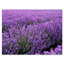 Blooming Purple Lavender Field - Impression sur toile tendue-59654446