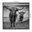 «Highland Cow Couple», reproduction encadrée sur toile par Stephane Pecqueux-342148582