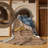 Washable Sharp shinned Hawk Birds Area Rug-598752304