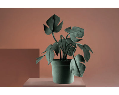 Monstera petite verte