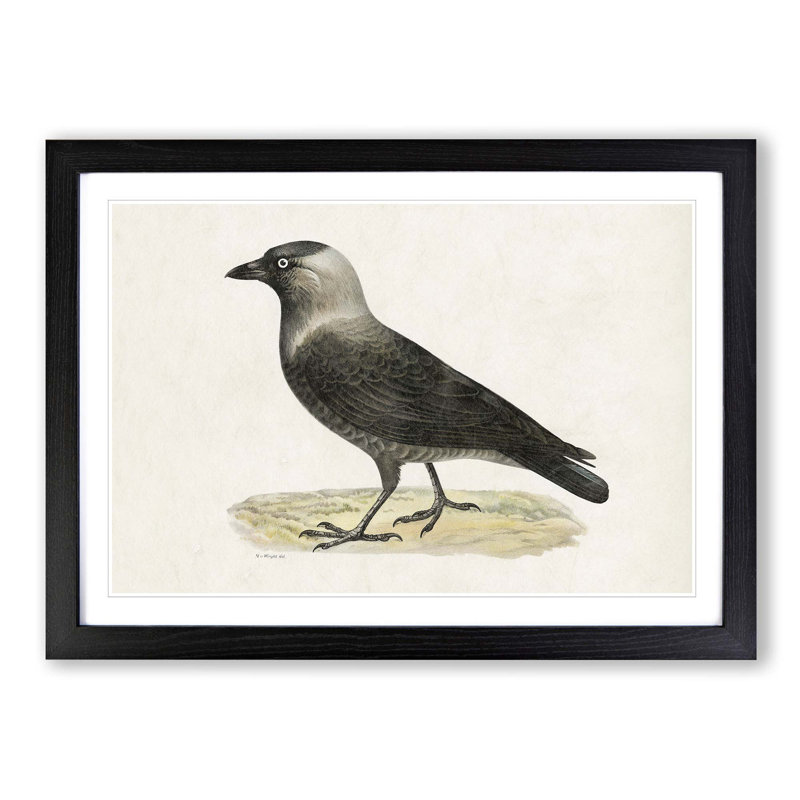 Western Jackdaw by Von Wright - Picture Frame Painting Print, Black Framed, 36cm H x 48cm W x 2cm D