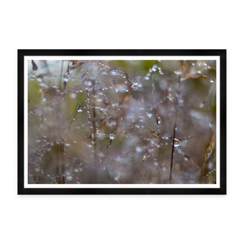 Dew Drops