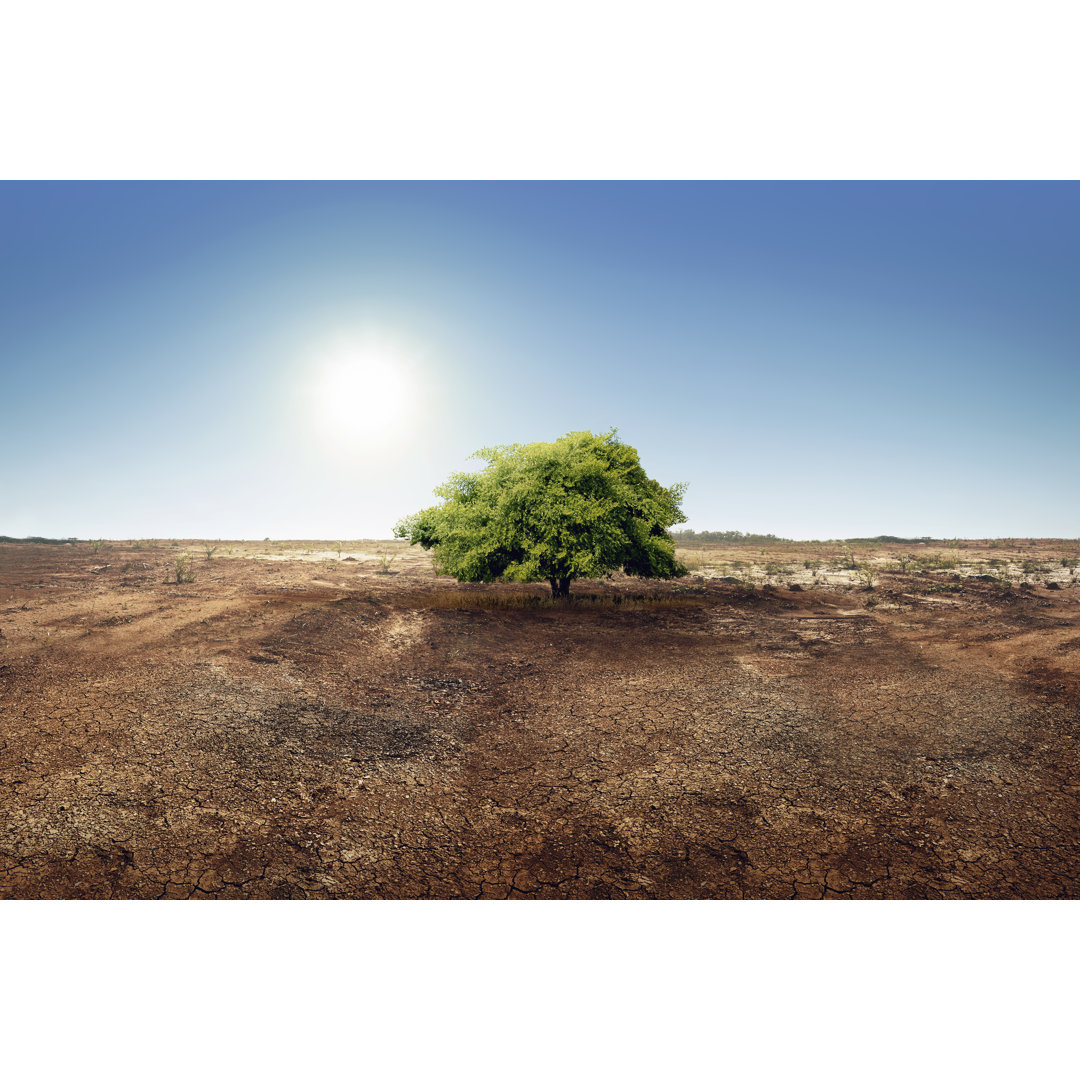 Baum auf trockenem Land - Leinwandbild