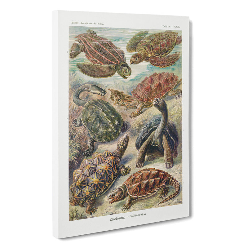 Turtles by Ernst Haeckel - Wrapped Canvas, 50cm H x 35cm W x 3cm D