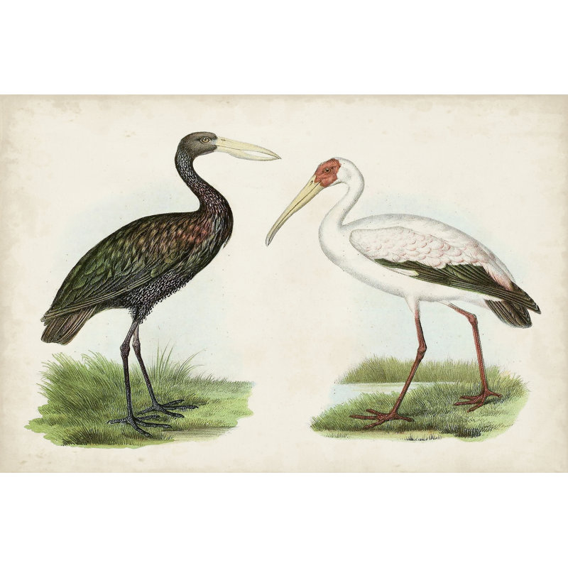 Oiseaux d'eau antiques I - peinture sur toile tendue, H 24 po x l 36 po
