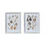 Seashell Collection Prints