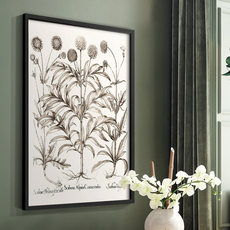 Sépia Besler Botanicals IV, reproduction encadrée - bois massif, Noir, H 20 po x l 16 po