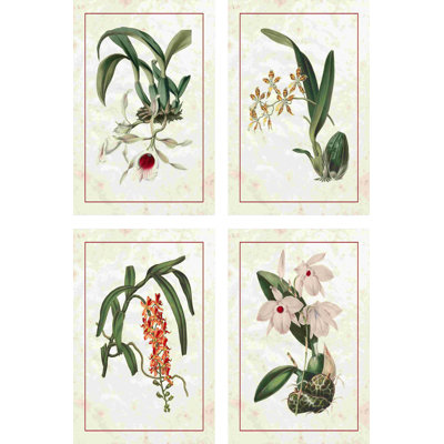 Mini orchidées