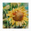 Toile d'extérieur Barnes Annelein Beukenkamp «Sunflower Centered»-87944965