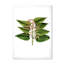 «Vintage Plant Life XXVI», peinture sur toile-59815292-59815298