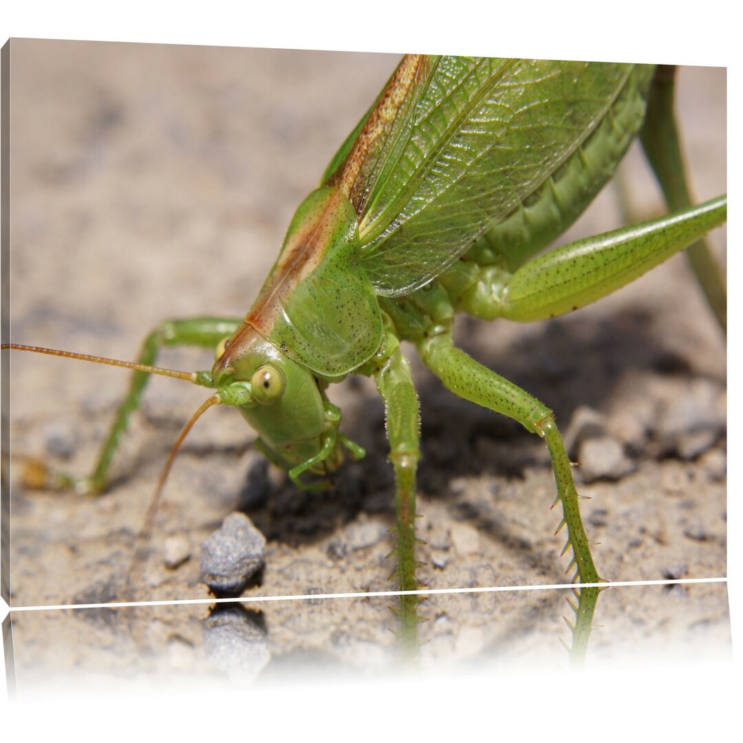 Leinwandbild Schöne Heuschrecke