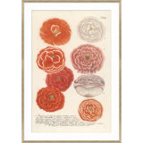 Botanicals Giclee Print by Robert John Thornton