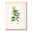 Vintage Botanicals XVII - Peinture sur toile-59815084-59815076