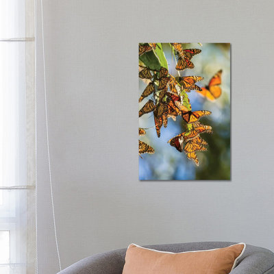 Usa, California, San Luis Obispo County. Clustering Monarch Butterflies on Branches. 1 Piece Wrapped Canvas Wall Art