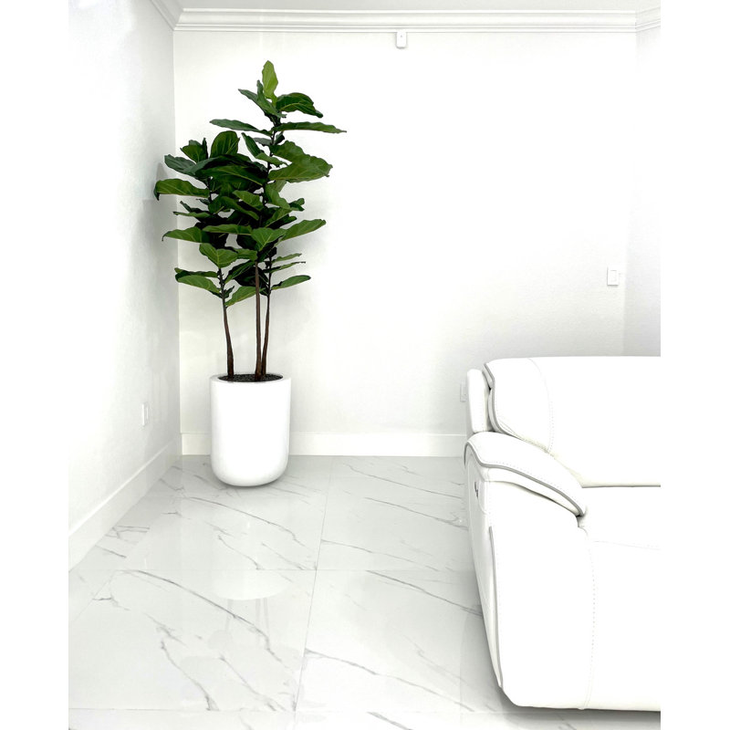 70" Fiddle Leaf Plant