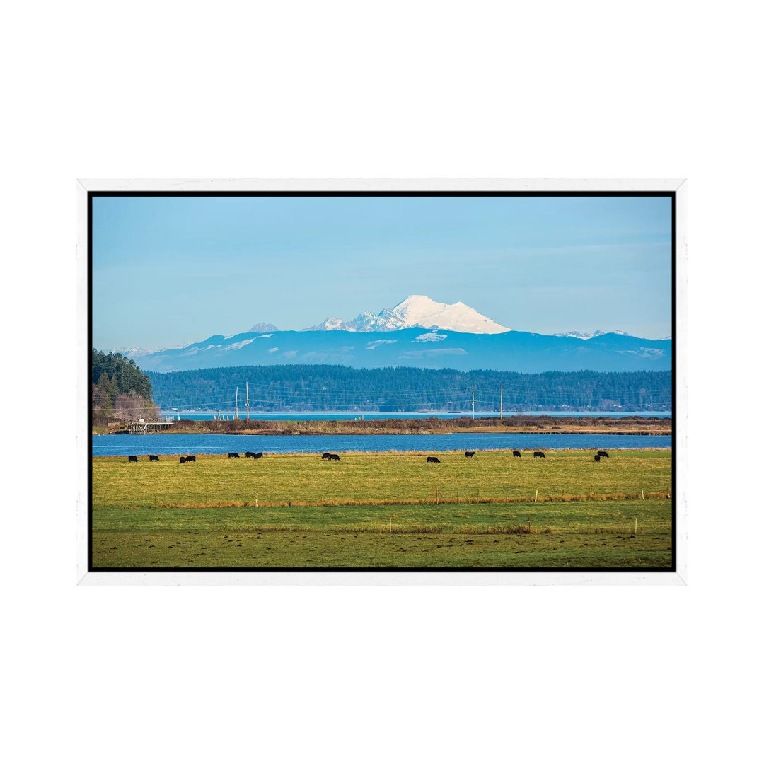 Whidbey Island, Bundesstaat Washington. Der schneebedeckte Mount Baker, der Puget Sound, schwarze Kühe und eine Weide