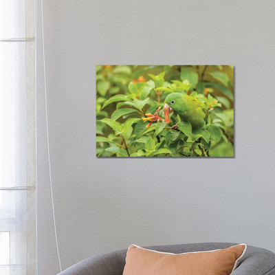Costa Rica, La Paz River Valley. Captive Orange-Chinned Parakeet Feeding on Flowers. 1 Piece Wrapped Canvas Wall Art