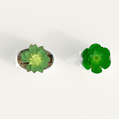 2 pièces plante grasse hérisson en pot