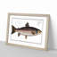 Brown Trout Fish by M.E. Bloch - Picture Frame Art Print-55681113-55681115