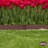 5.5 Ft. H x 39 Ft. W Fencing with-84751530-84751533