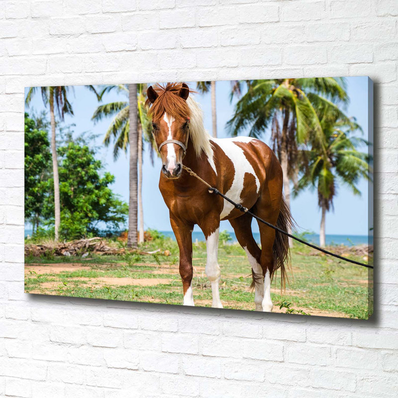 Pinto Horse - Wrapped Canvas Print