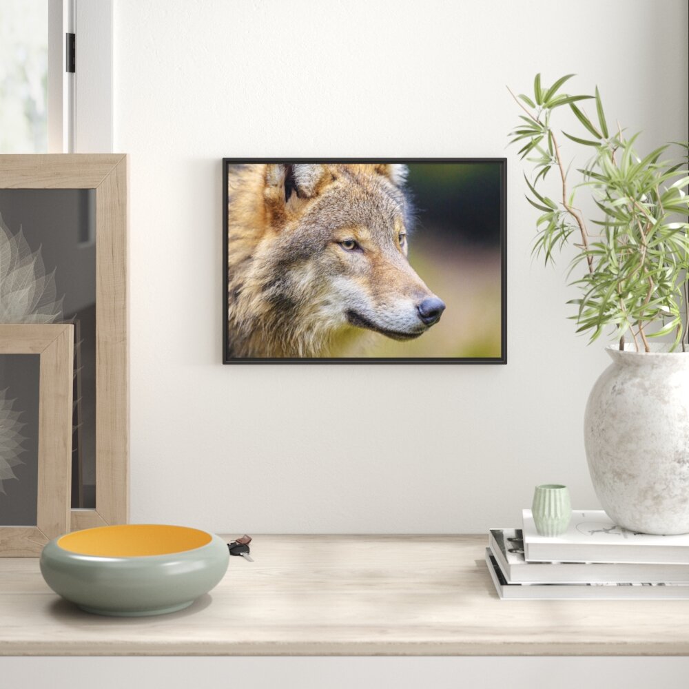 Porträt eines europäischen Wolfs Floater Frame Graphic Art Print auf Papier