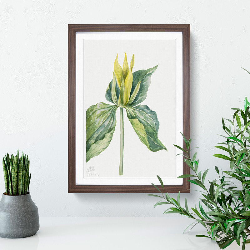 Wake-Robin Vol.2 by Mary Vaux Walcott - Picture Frame Painting, 65cm H x 48cm W x 2cm D, Walnut