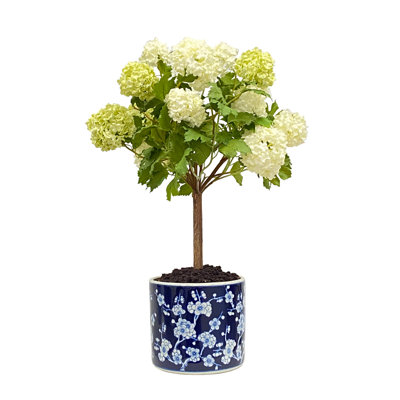 SNOWBALL IN PLUM BLOSSOM POT