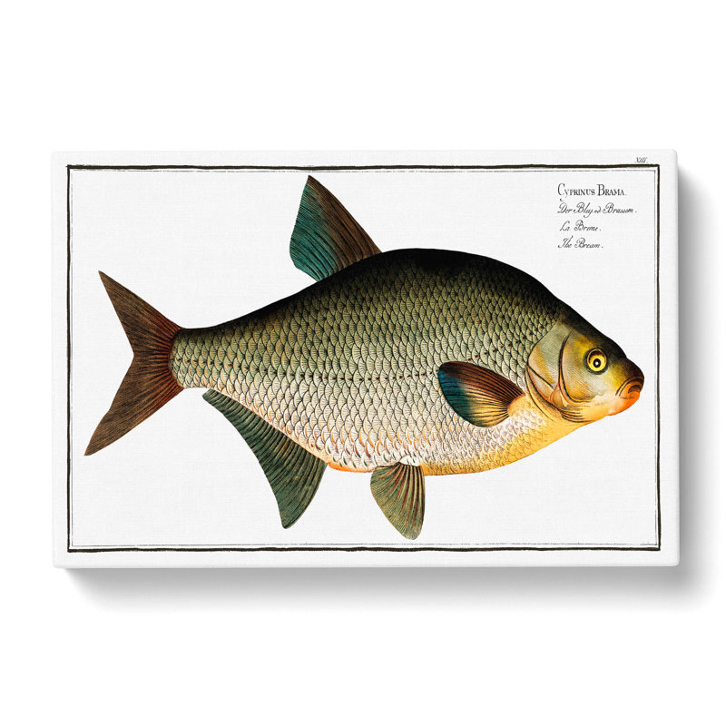 Bream Fish by M.E. Bloch - Wrapped Canvas Painting Print, 40cm H x 60cm W x 3cm D