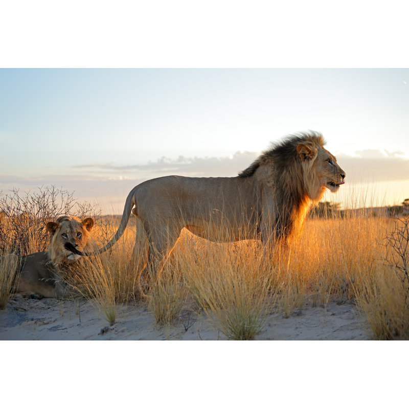 Gros mâles d'Afrique par Ecopic - Photographie sur toile tendue, H 8 po x l 12 po