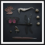 Plum Wings Print by Trunk Archive