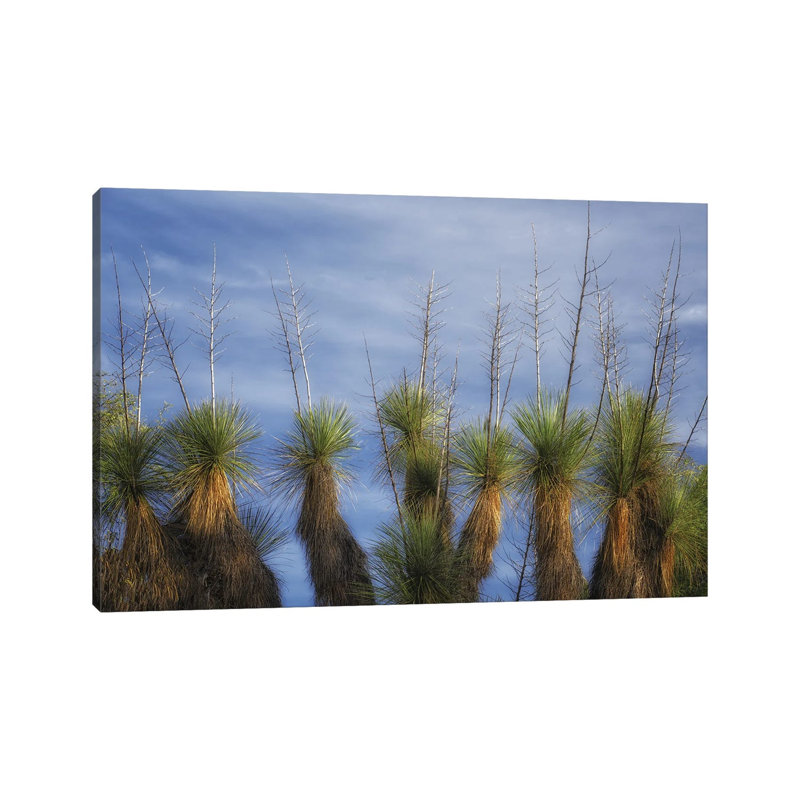 Cactus Display by Dennis Frates - Gallery-Wrapped Canvas Giclée on Canvas, 66.04 cm H x 101.6 cm W  x  3.175 cm D