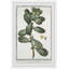 The Foliage by Parvez Taj - Single Picture Frame Print-790183313