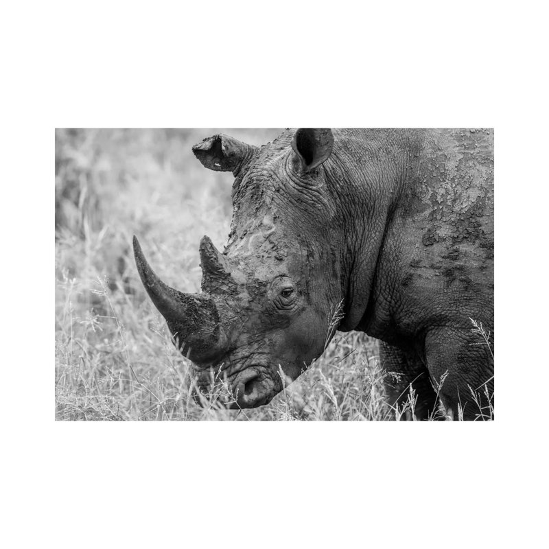 Rhino's Male by Anders Jorulf - Wrapped Canvas Print, 30.48 cm H x 45.72 cm W