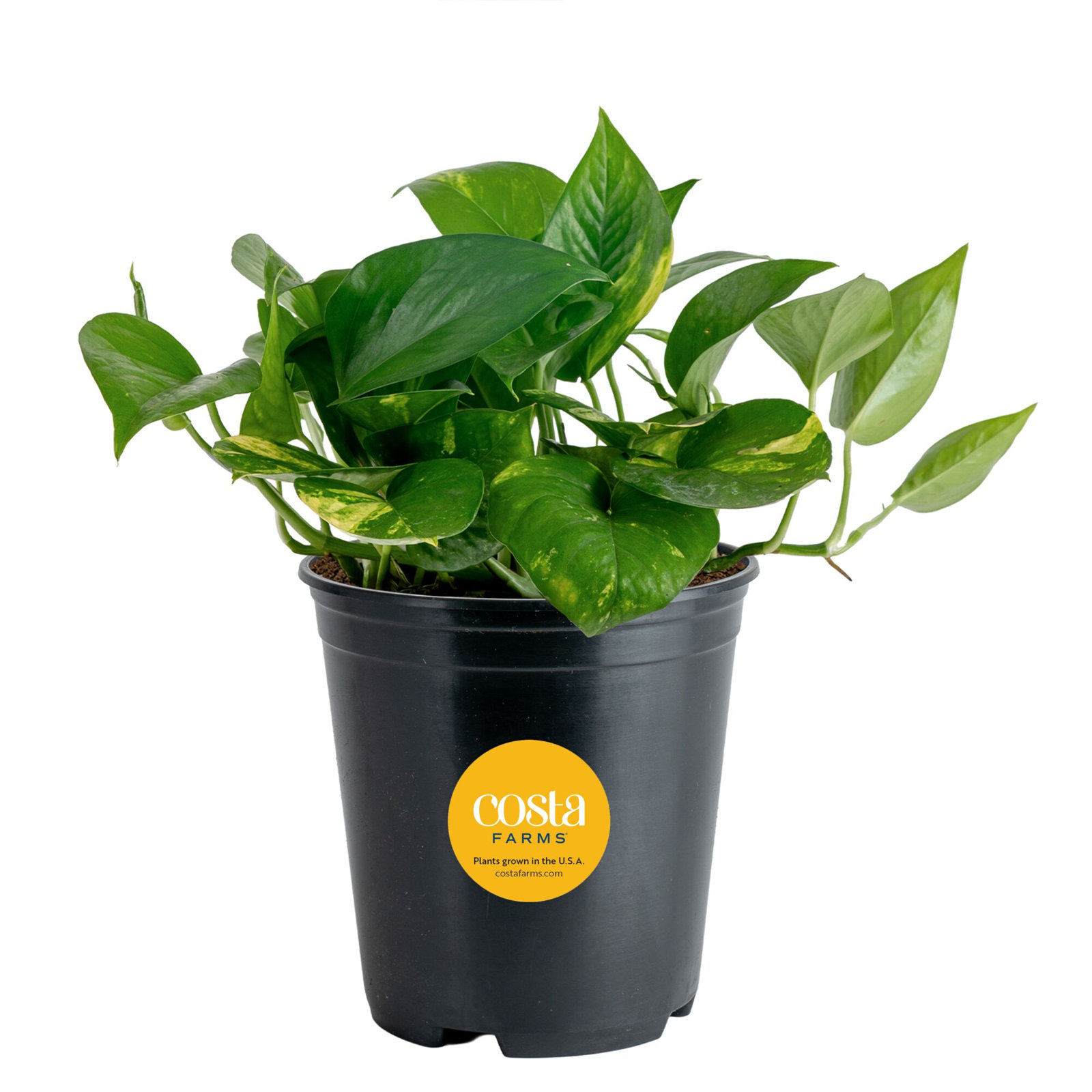 Costa Farms Golden Pothos Plant