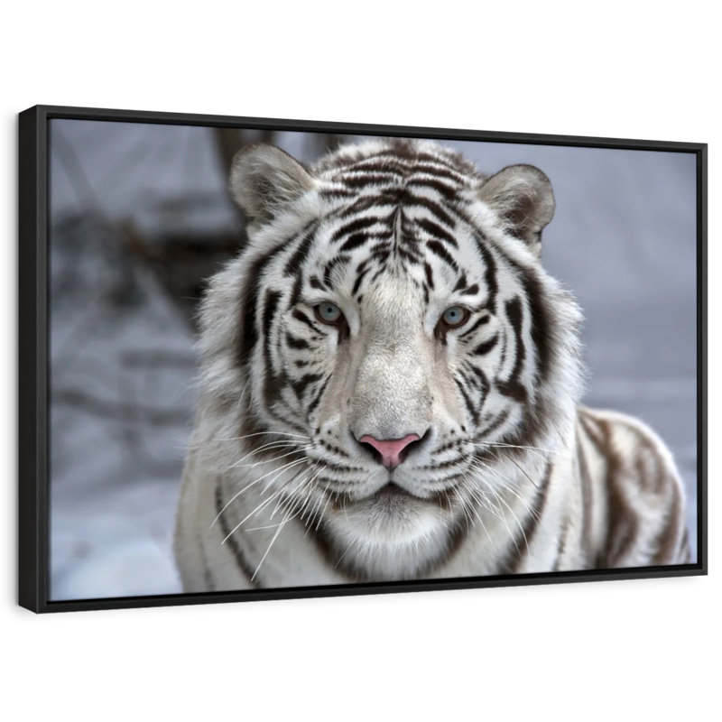 " Endangered White Tiger Canvas Print ", 25" H x 37" W