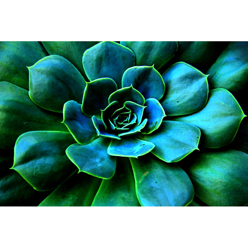 Succulent Plant Flower - Photographie sur toile tendue, H 32 po x l 48 po