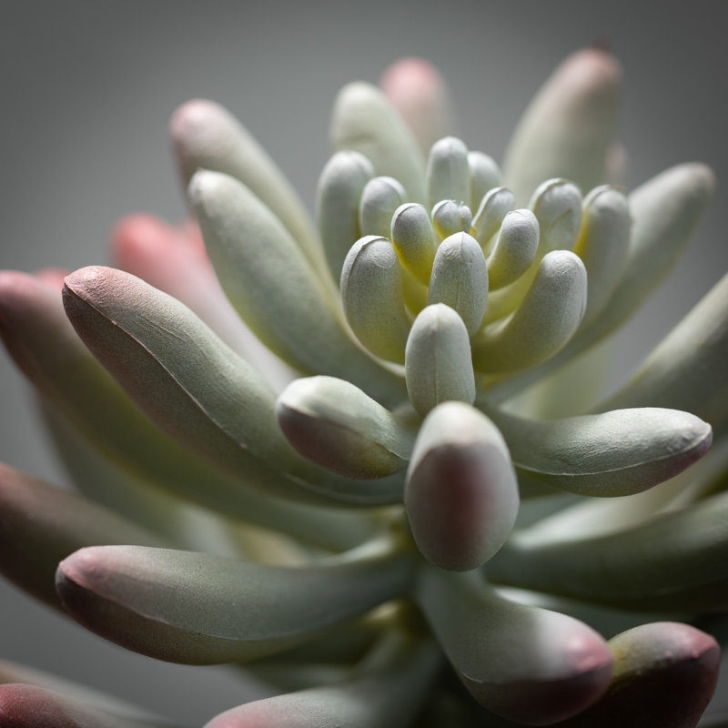 Darwen Succulent Arrangement