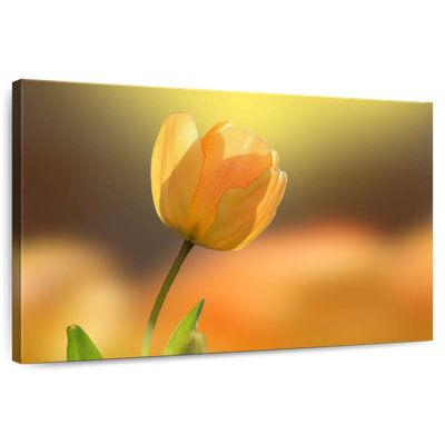 Tulipe jaune Harnek