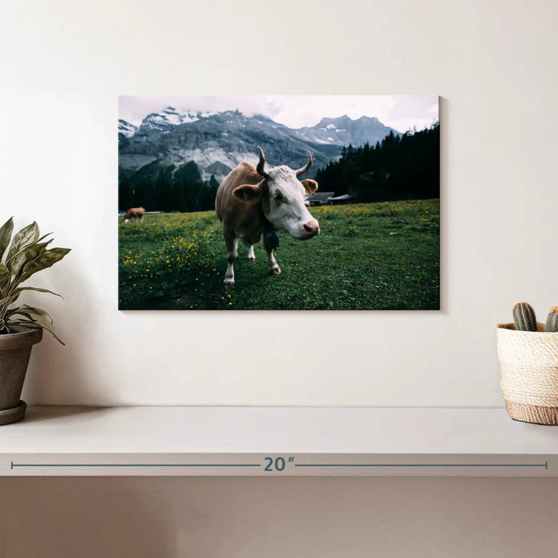 Brampt Curious Cow, 8" H x 12" W