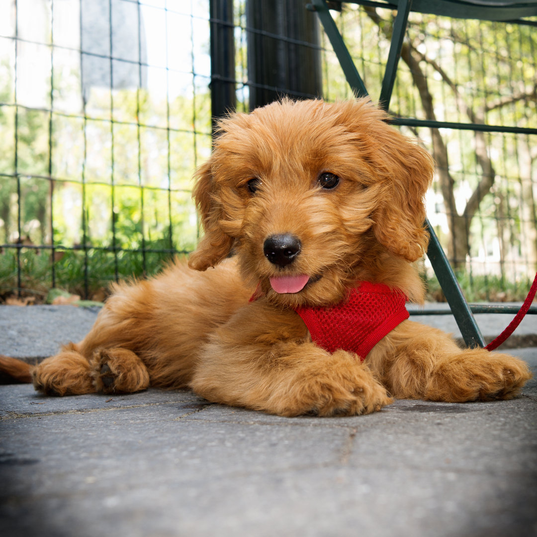 Goldendoodle Puppy In Park von Nycshooter - Kunstdrucke