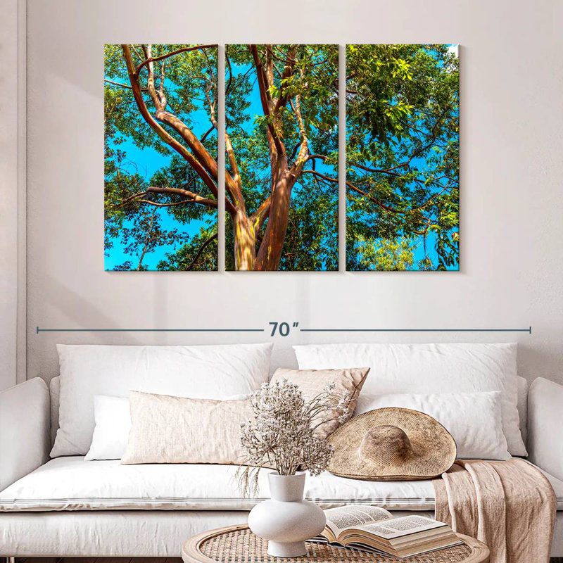 Eucalyptus arc-en-ciel Alvord, H 32 po x l 50 po