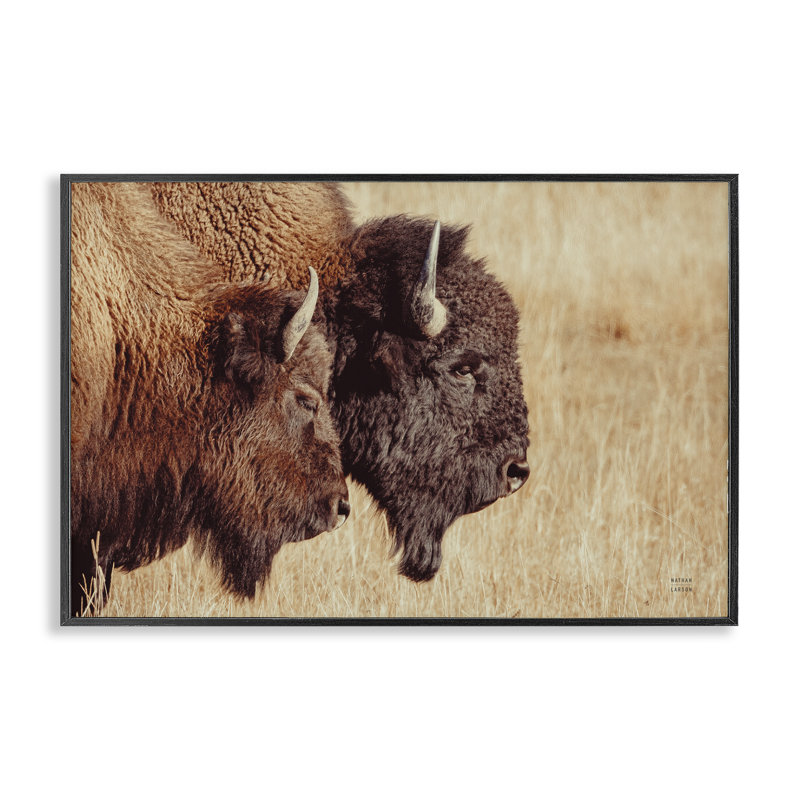 Paire de bisons dans la campagne noire, estampe numérique par Nathan Larson, Giclée encadrée noir minuit, H 12 po x l 18 po