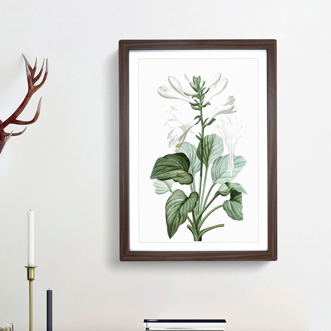 White Daylily Flowers by Pierre-Joseph Redoute - Framed Print