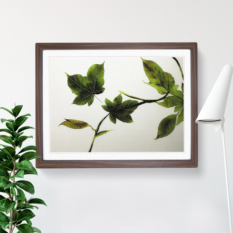 Garden Leaves - Single Picture Frame Print, Walnut Framed, 46cm H x 64cm W x 2cm D
