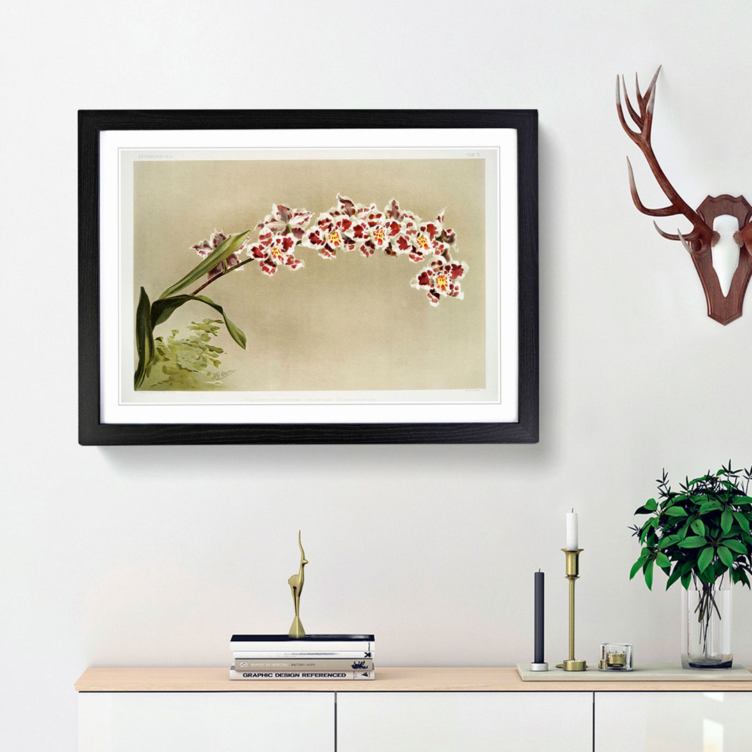 Magnolia Flowers Illustration Tab. 5 by Frederick Sander - Framed Print