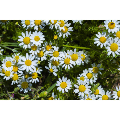 Fleurs de marguerite par Mahiruysal