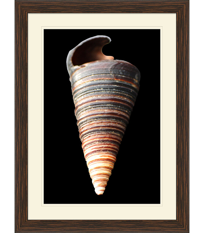 Large Shell 6 Print