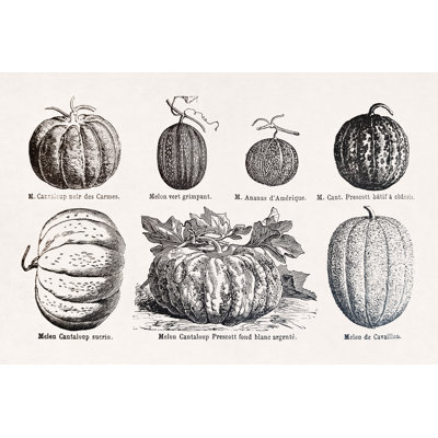 Illustration About Melons - Reproduction de dessin sur toile tendue